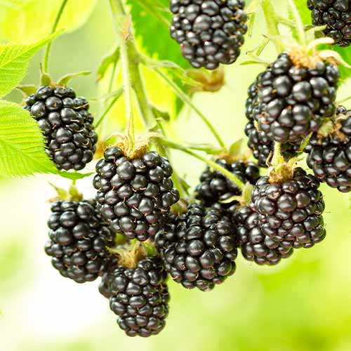 Mustikas Black Satin 9 7692 Istikud Osta Soodsamalt GradinaMax ee Mustikas Black Satin 9 7692 Istikud Osta Soodsamalt GradinaMax ee