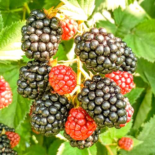 Mustikas Triple Crown 8020 Istikud Osta Soodsamalt GradinaMax ee Mustikas Triple Crown 8020 Istikud Osta Soodsamalt GradinaMax ee